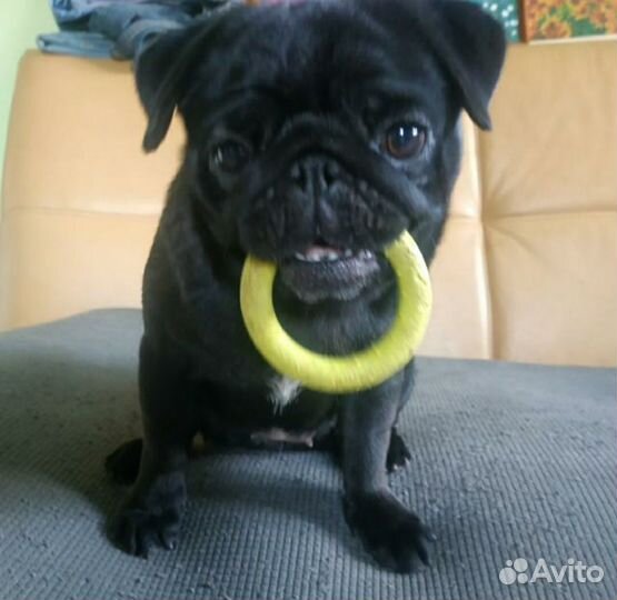 Девочка мопсик(вязка)