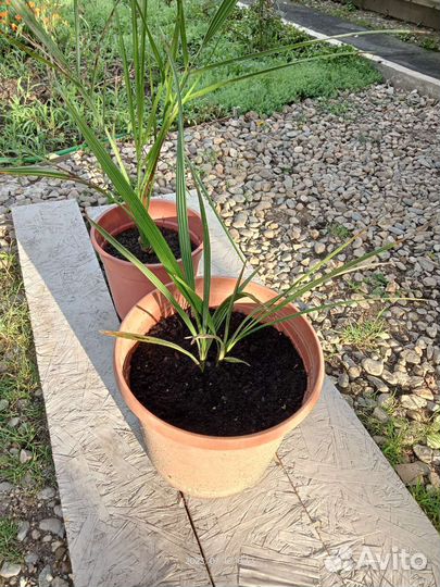 Финиковые пальмы