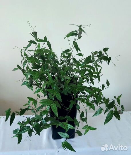 Фикус Старлайт Кактусы Комнатные растения и цветы