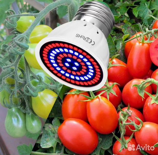 Фито лампа для цветов семена