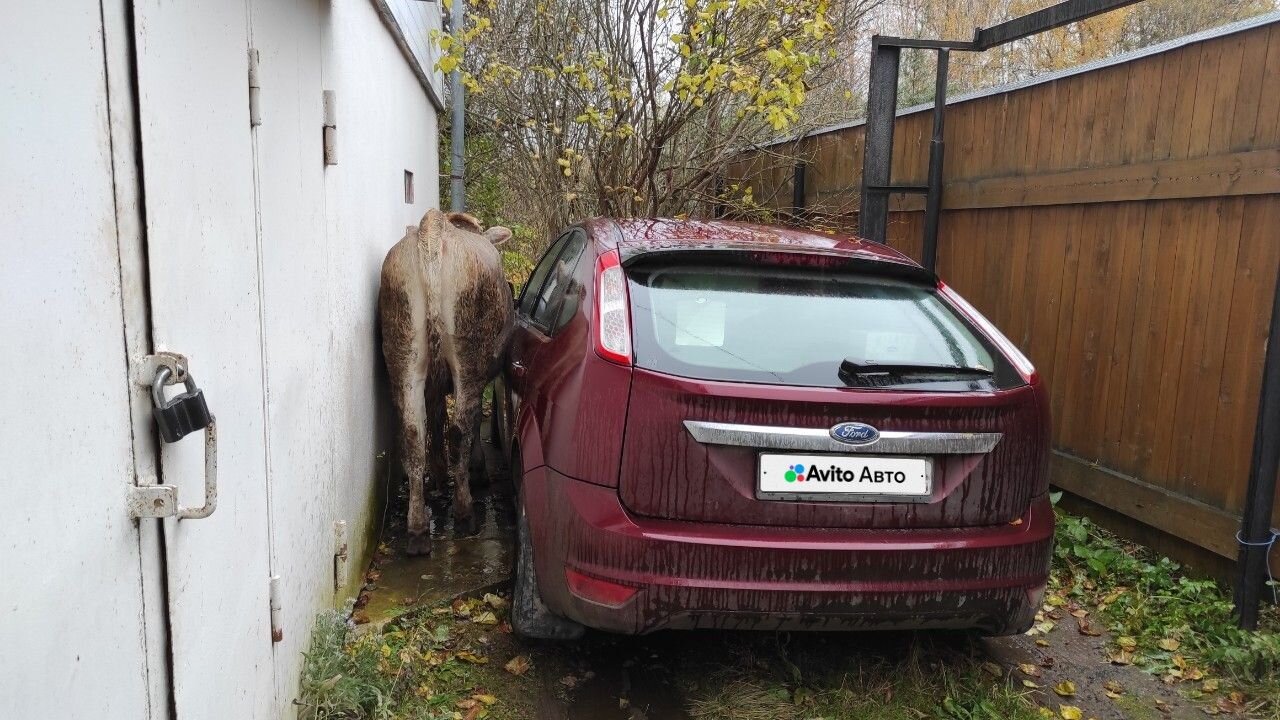 Ford Focus: фото владельца