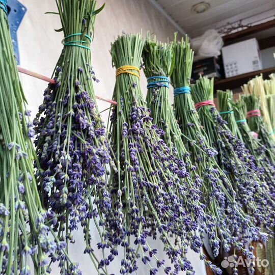 Лаванда
