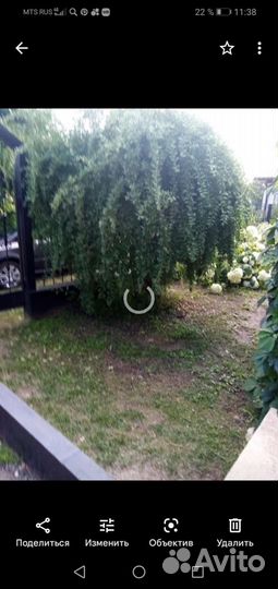 Годжи Нью-Биг - дерёза обыкновенная