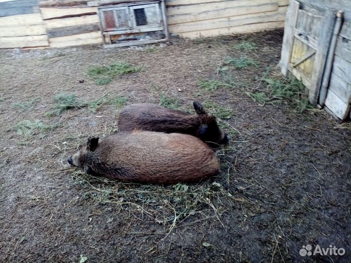 Дикий кабаны