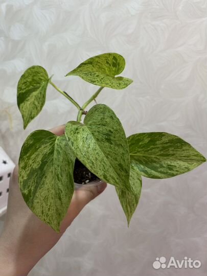 Эпипремнумы/ сциндапсусы