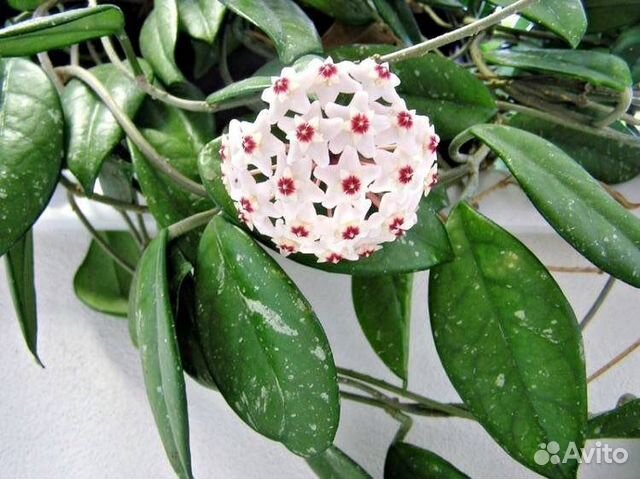 Хойя вайети, белла, ребекка, полинейра