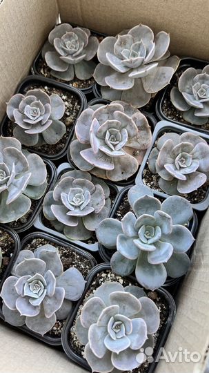 Суккуленты