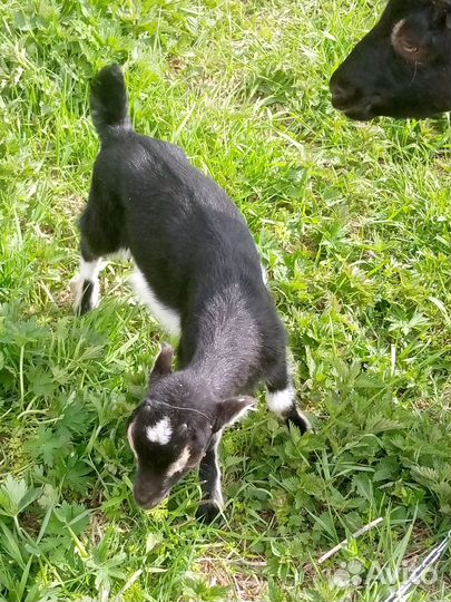 Козлята ламанча