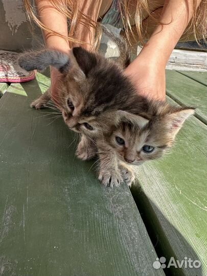 Отдам котят