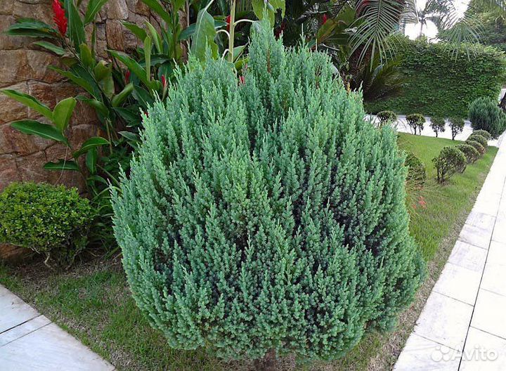 Можжевельник китайский Стрикта