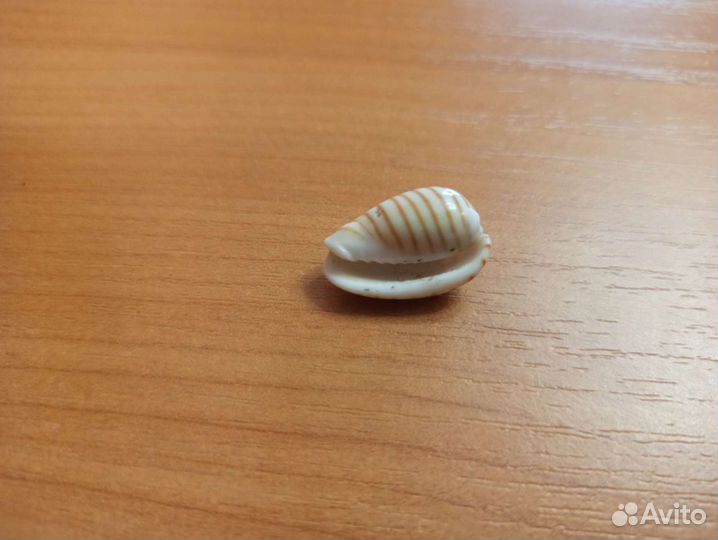 Морская раковина