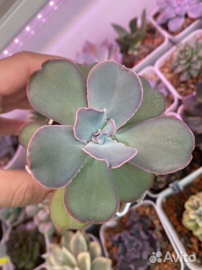 Суккуленты 1