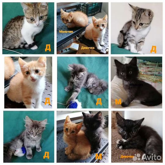 Кото-ассорти