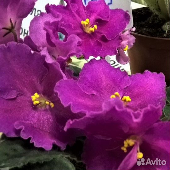 Фиалка ек-Радуга Любви