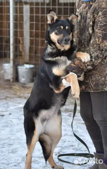 Собака Машуля из приюта