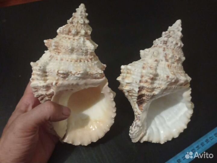 Раковина большая