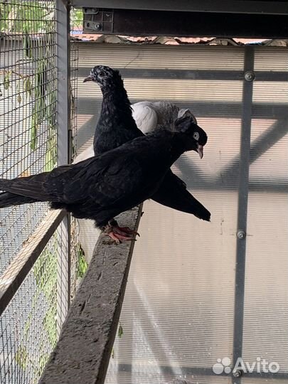 Голуби разных пород