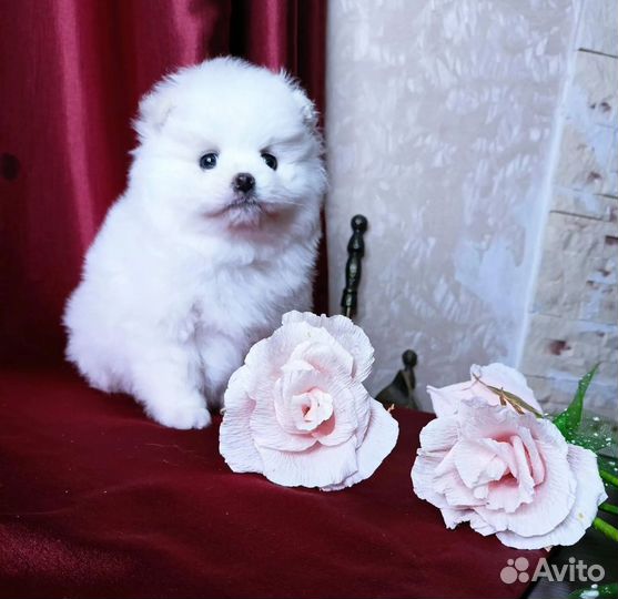 Супер девочка мини