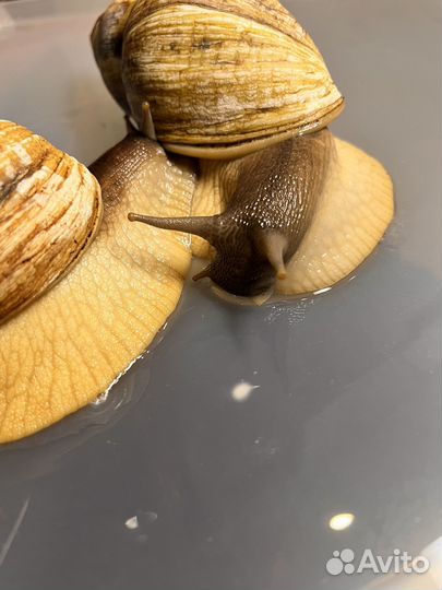 Улитки ахатины большие