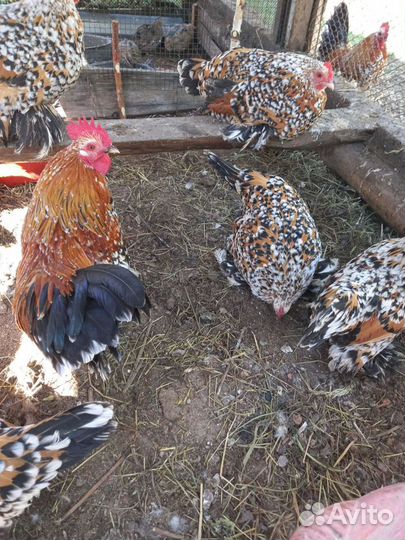 Декоративные курочки мильфлер