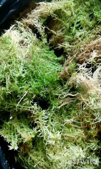 Мох сфагнум