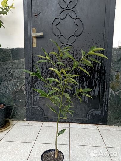 Кумкват маргарита