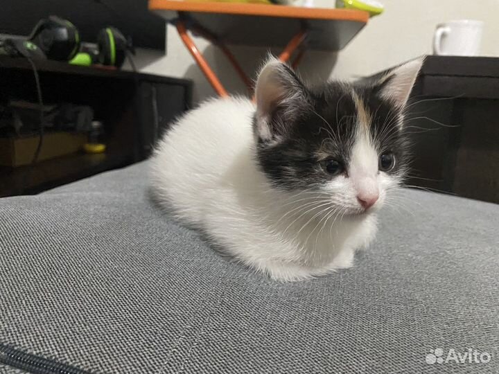 Котенок в добрые руки