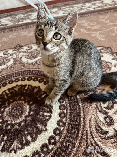 Кошка в дар бесплатно