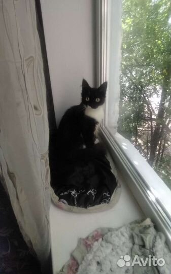 Чёрно-белая малышка стерилизованная