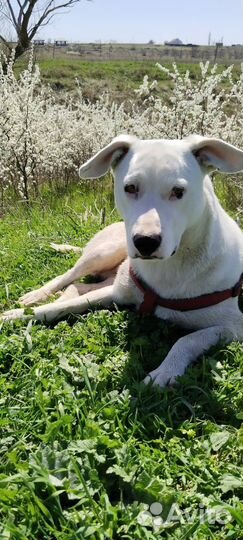 Метис питбуля в добрые руки(9 мес)