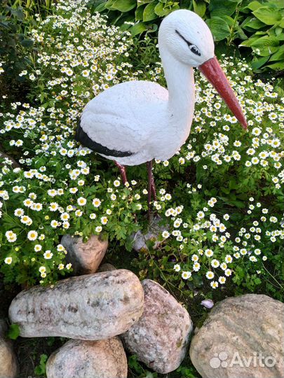 Ромашка Матрикария, хоста, флоксы