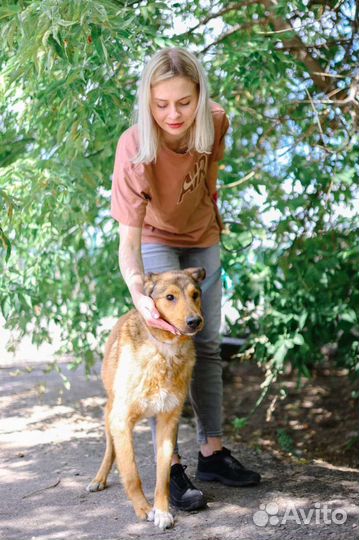 Собака из приюта в добрые руки