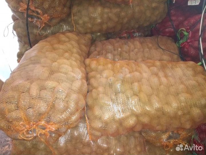 Продается картофель семенной Вега и Зекура