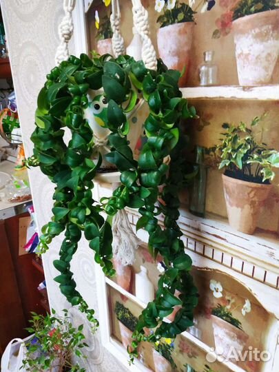 Эсхинантус мона лиза