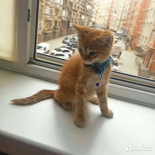 Кошка в дар