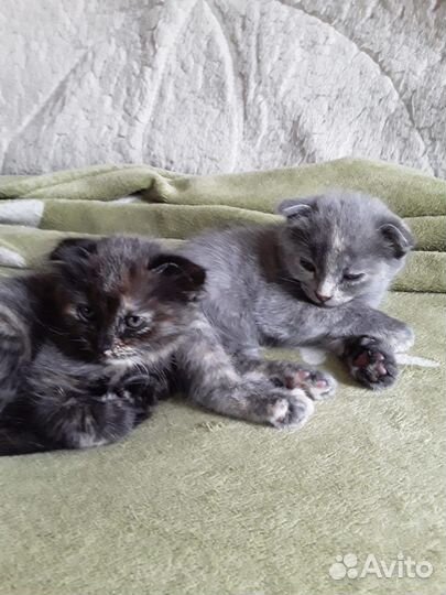 Шотландская вислоухая кошка в добрые руки