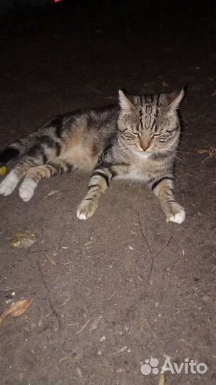 Котик 2 года