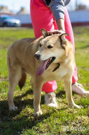 Баунти только и мечтает о хозяине