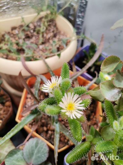 Делосперма эхинатум