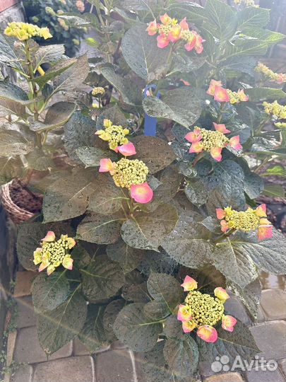 Гортензия крупнолистная