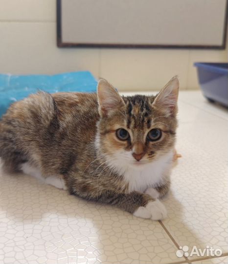 Малышка Триша ищет дом и любящих хозяев