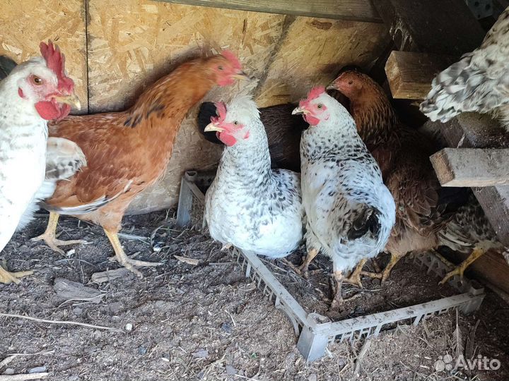 Цыплята 3 мес