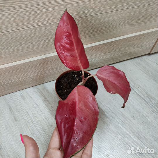 Аглаонемы часть 2