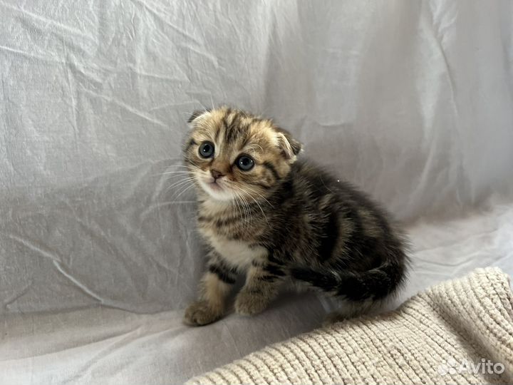 Шотландский котенок девочка