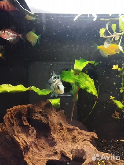 Аквариумные рыбки