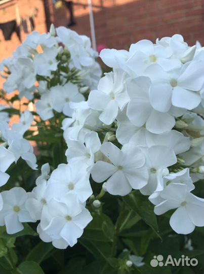 Флоксы многолетние