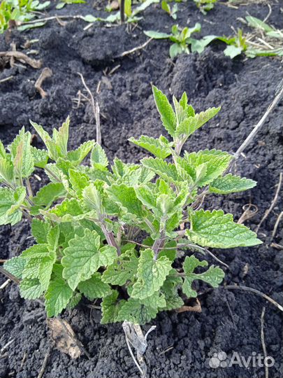 Рассада мелиссы