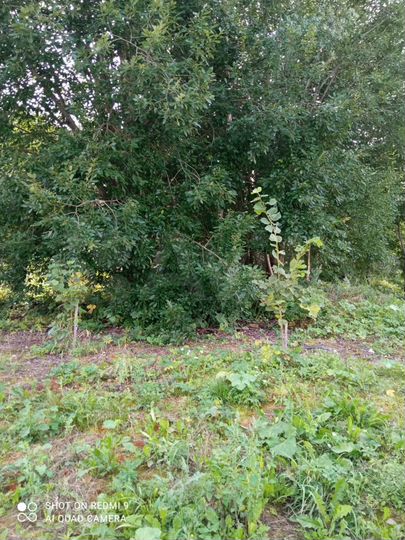 Участок 15 сот. (ИЖС)