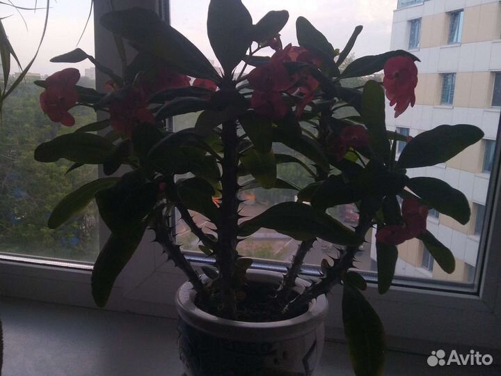 Молочай миля крупноцветковый