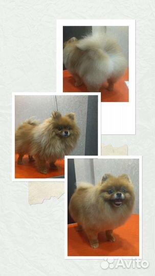 Грумер. Стрижка собак и кошек